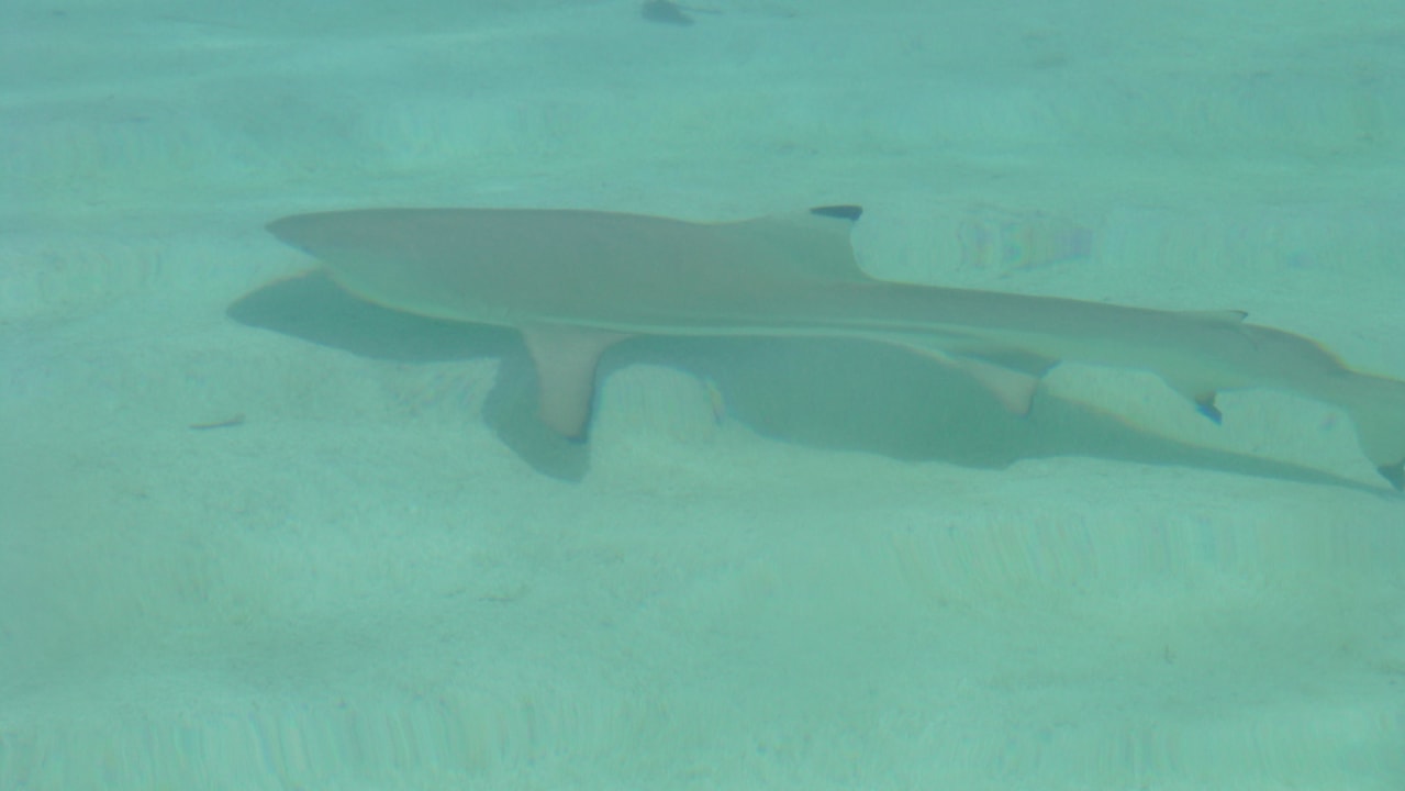 Haie in Lagunenstrand Kuramathi Maldives