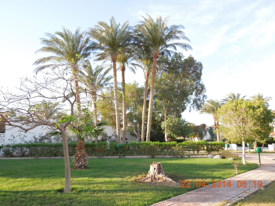 Alte Palmen Shams Safaga Resort