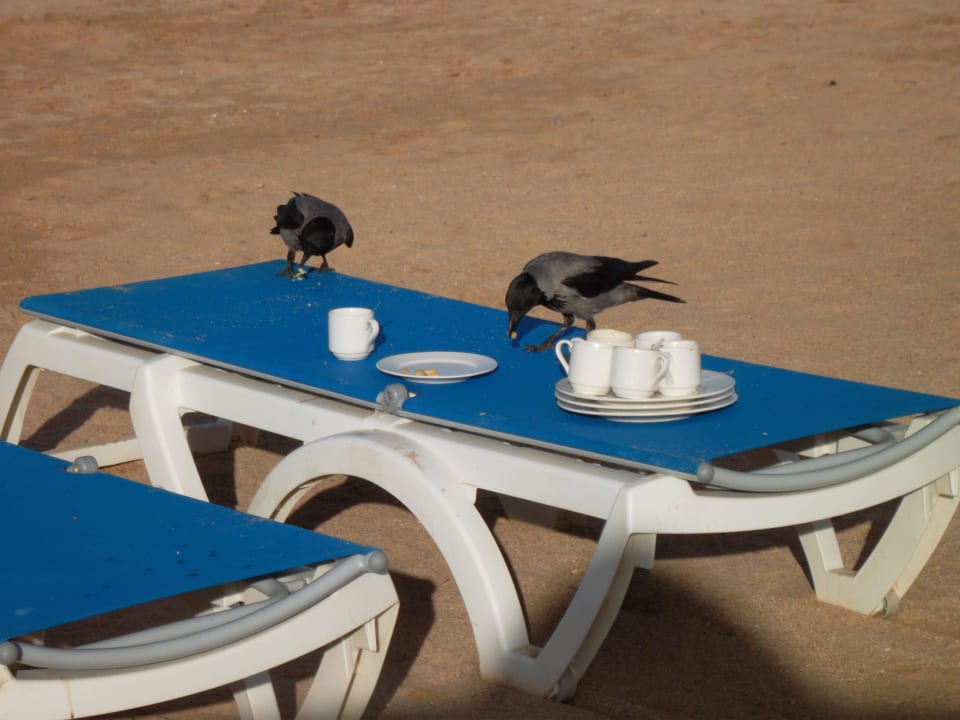 Diebische Elster Jaz Makadi Oasis Resort