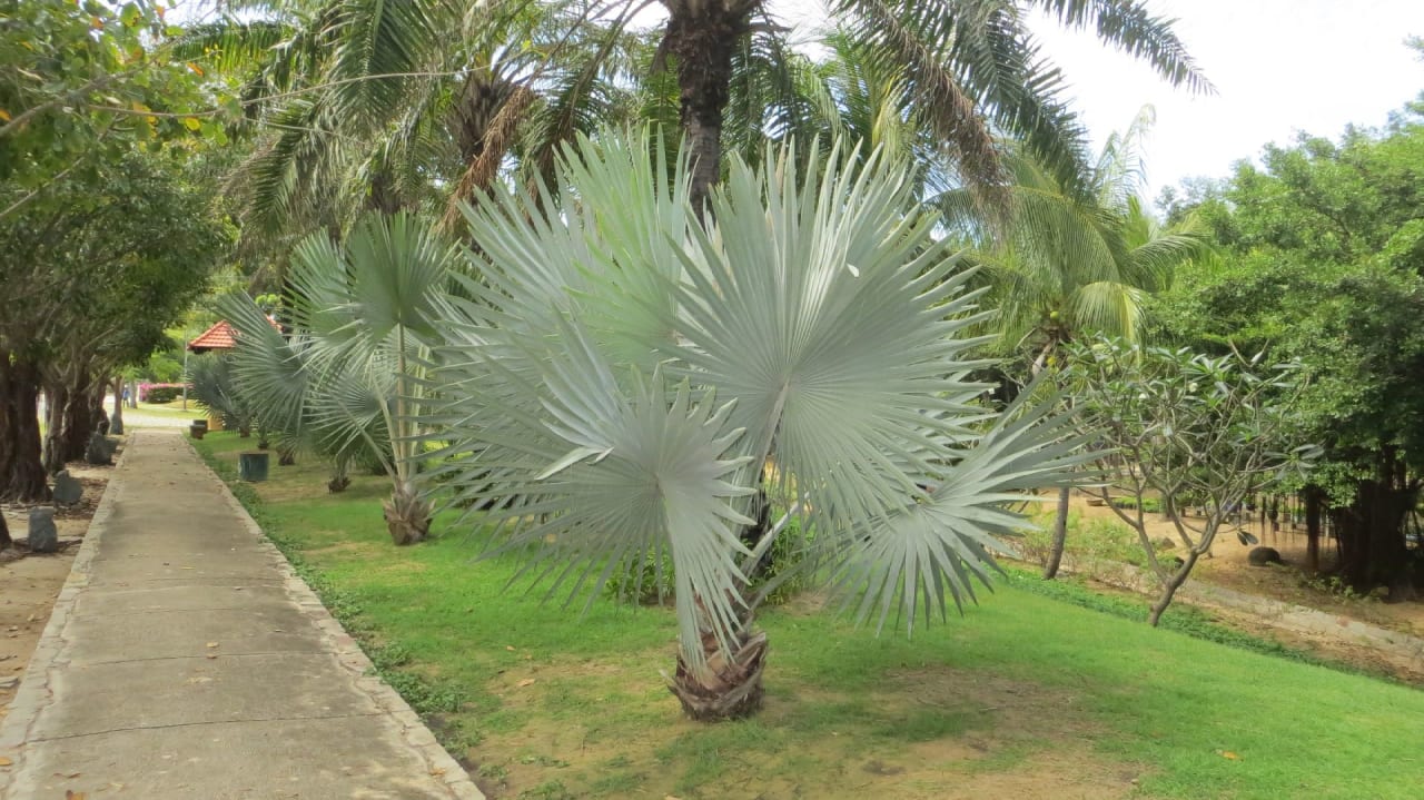 Gartenanlage Pandanus Resort
