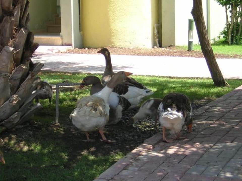 Tiere VONRESORT Golden Beach