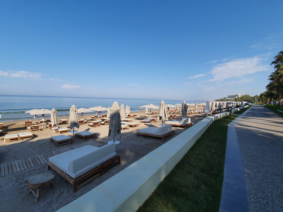 Strand Acanthus Cennet Barut Collection