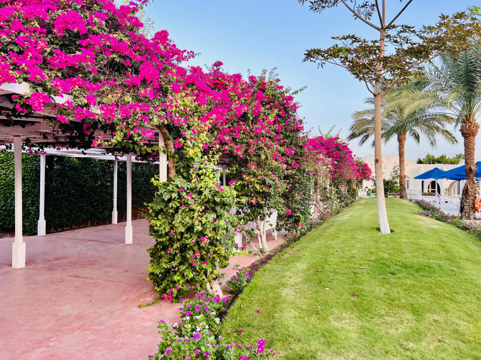 Gartenanlage Desert Rose