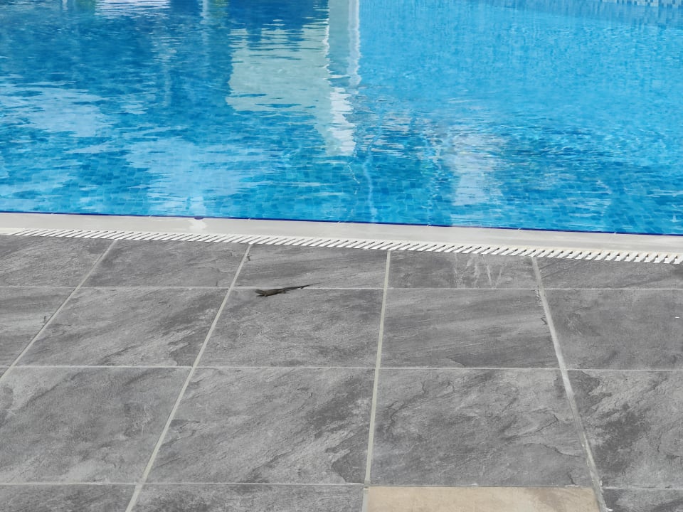 Pool Akra Sorgun Tui Blue Sensatori