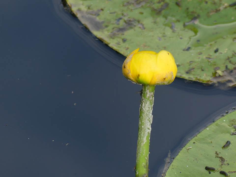 Gartenanlage Vihula Manor Country Club and Spa