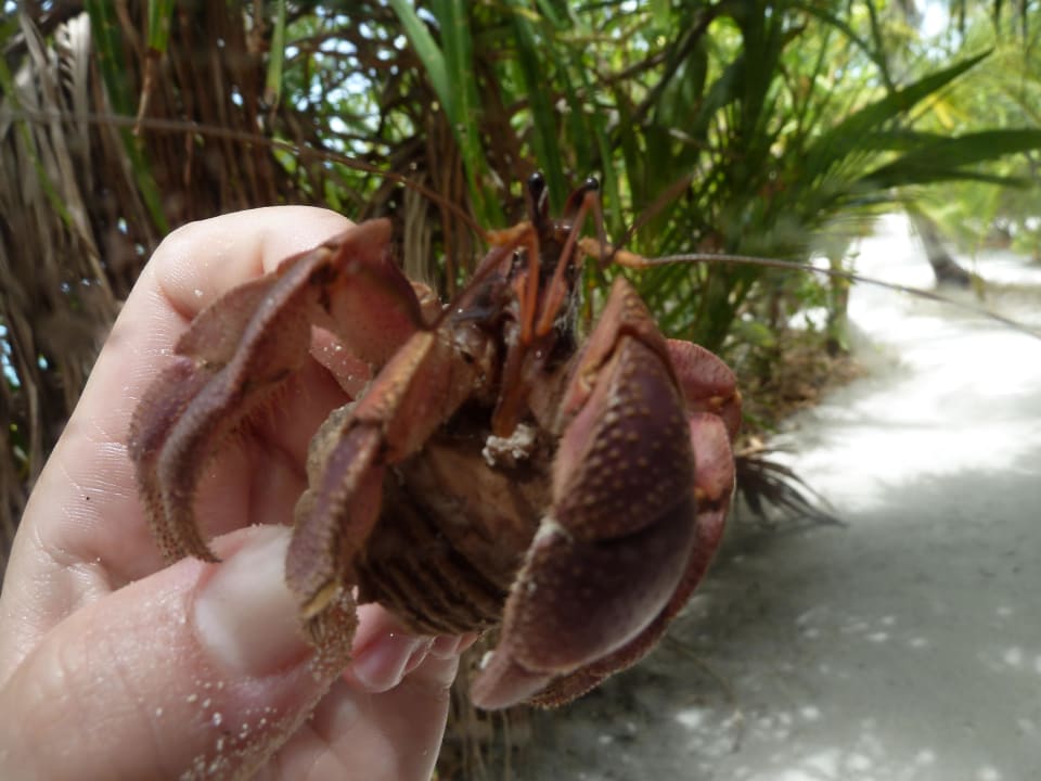 Tierwelt auf der Insel Kuramathi Maldives