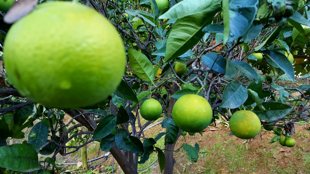 Pampelmusen Harmony Boutique Resort