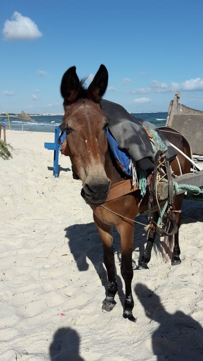 Muli Aiche Calimera One Resort Jockey