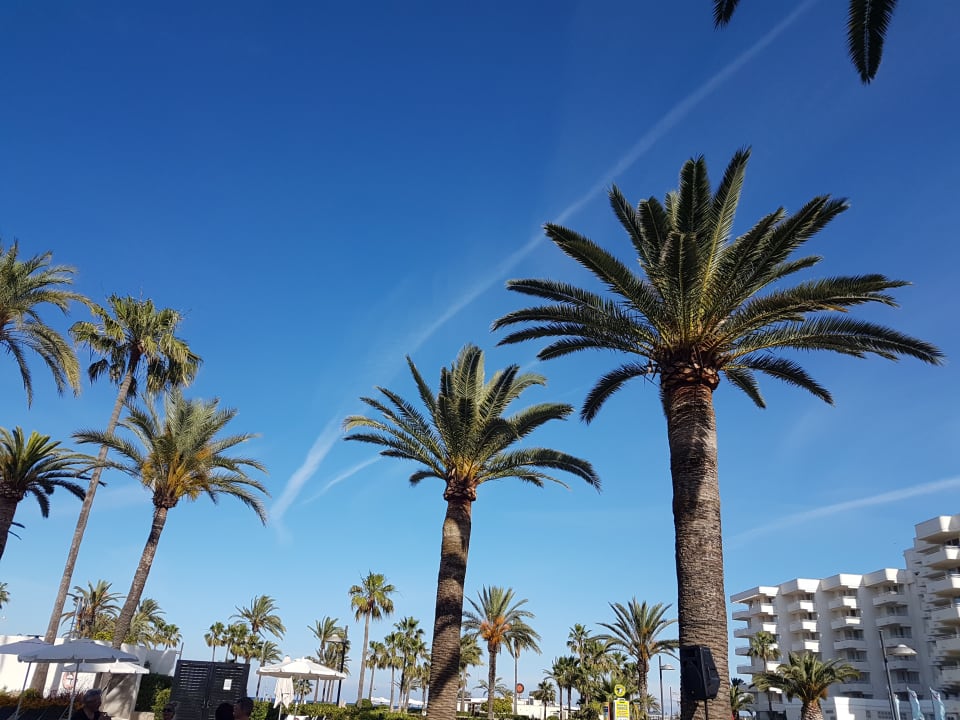 Gartenanlage allsun Hotel Bahia del Este