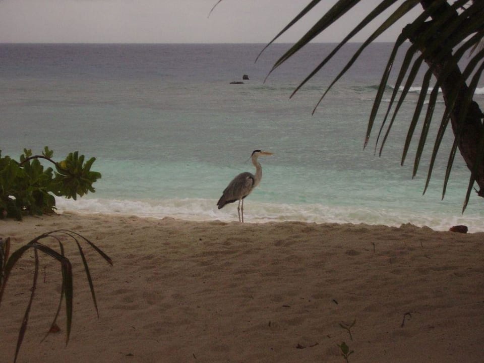 Tierpracht Kuramathi Maldives