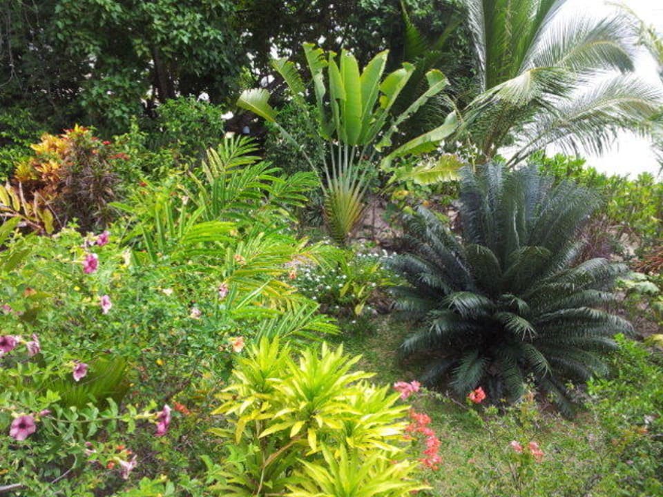 Blick in den Garten Villa Dorado