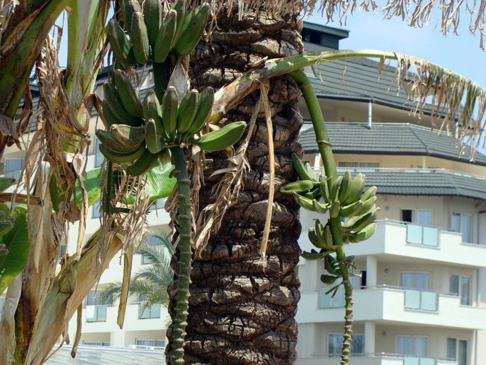 Бананчики MC Arancia Resort