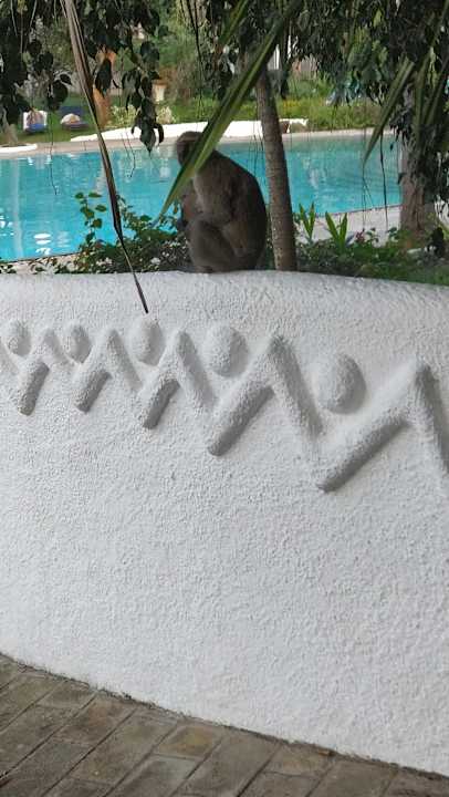 Gartenanlage Hotel Southern Palms Beach Resort