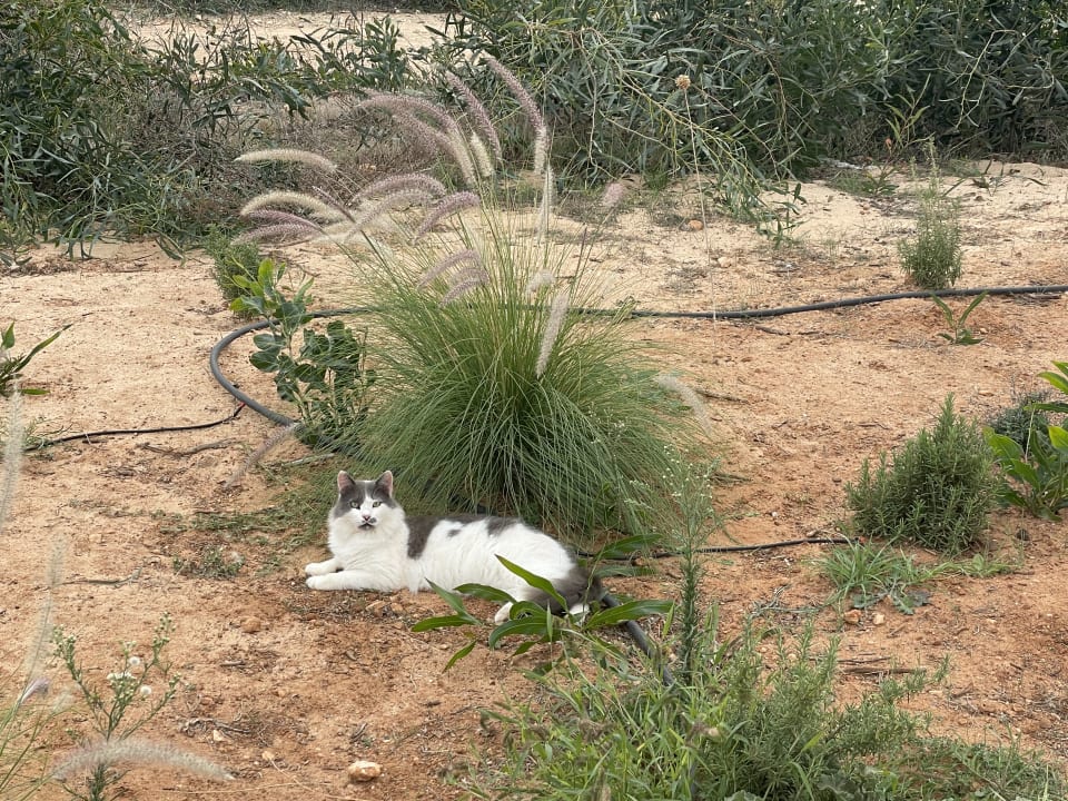 Gartenanlage NissiBlu Beach Resort