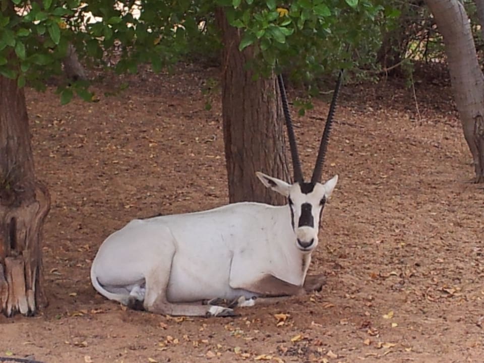 Oryx auf dem Weg zum Restaurant Al Maha, A Luxury Collection Desert Resort & Spa