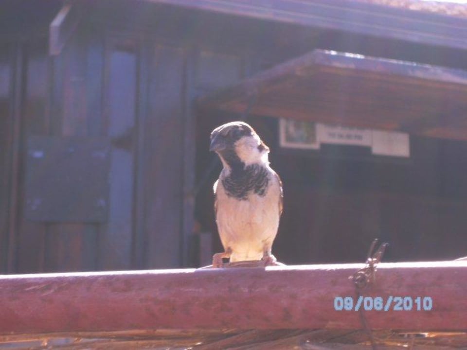 Kleiner Besucher Jaz Makadi Oasis Resort