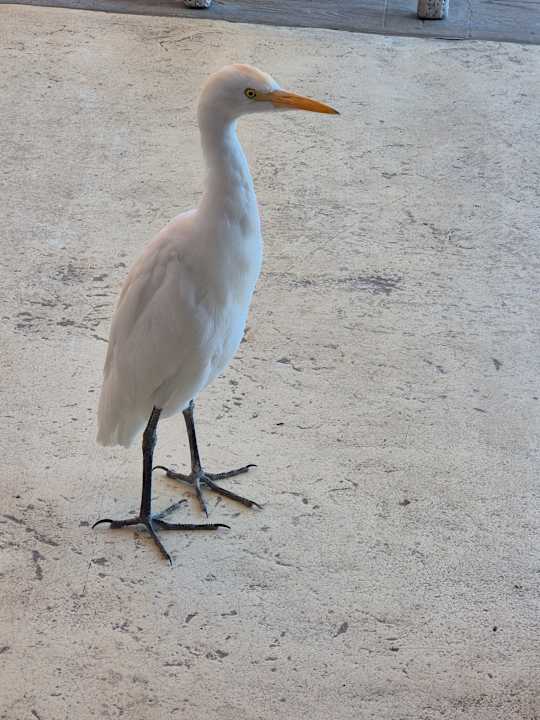 Sonstiges Novotel Marsa Alam Beach Resort