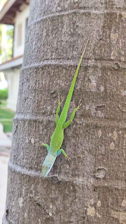 Gartenanlage Hotel Viva Dominicus Beach by Wyndham - All Inclusive Resort