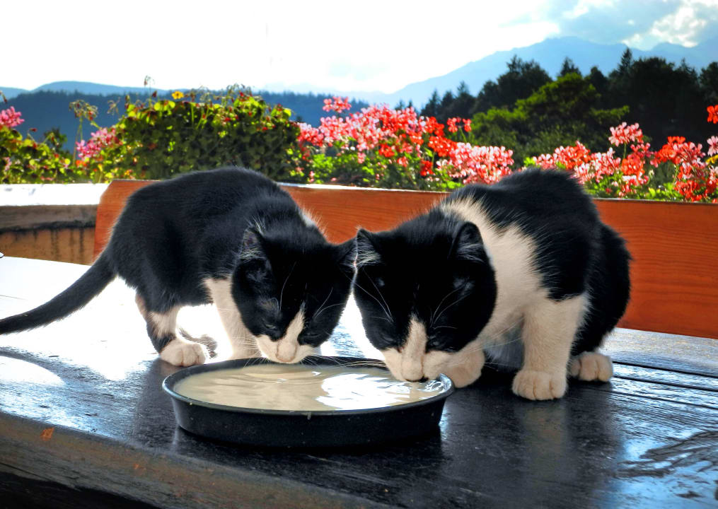 Die süssen Katzen Steinerhof in Hafling