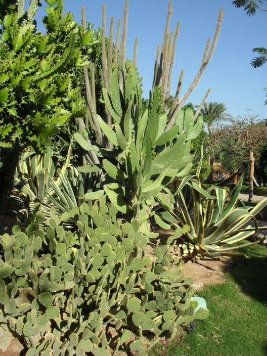 Ogród Hotel Nubian Village