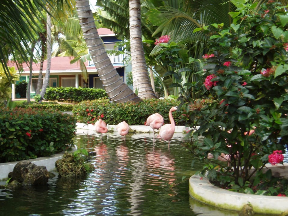 In meinen Augen Tierquälerei Grand Palladium Select Bávaro Resort & Spa