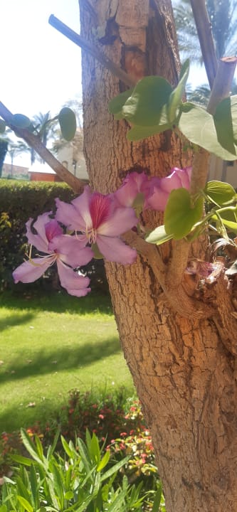 Gartenanlage Stella Garden Resort & Spa, Makadi Bay