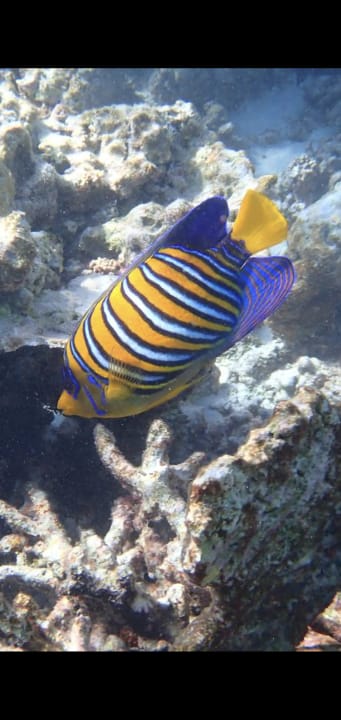 Sport & Freizeit Mirihi Island Resort