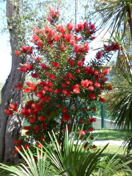 Blühender Strauch Olivi Club Tennishotel