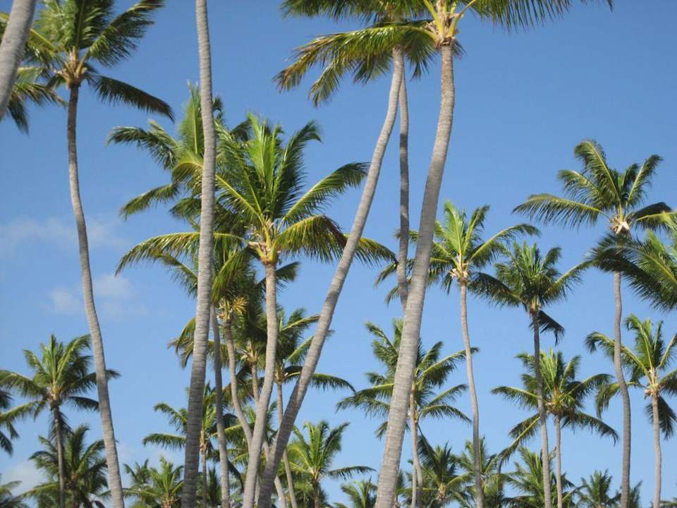 Palmen am Strand Grand Palladium Select Bávaro Resort & Spa