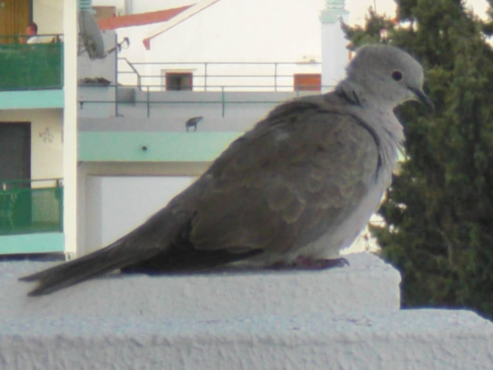 Füttern nicht erlaubt/Balkon LABRANDA Marieta - Adults only