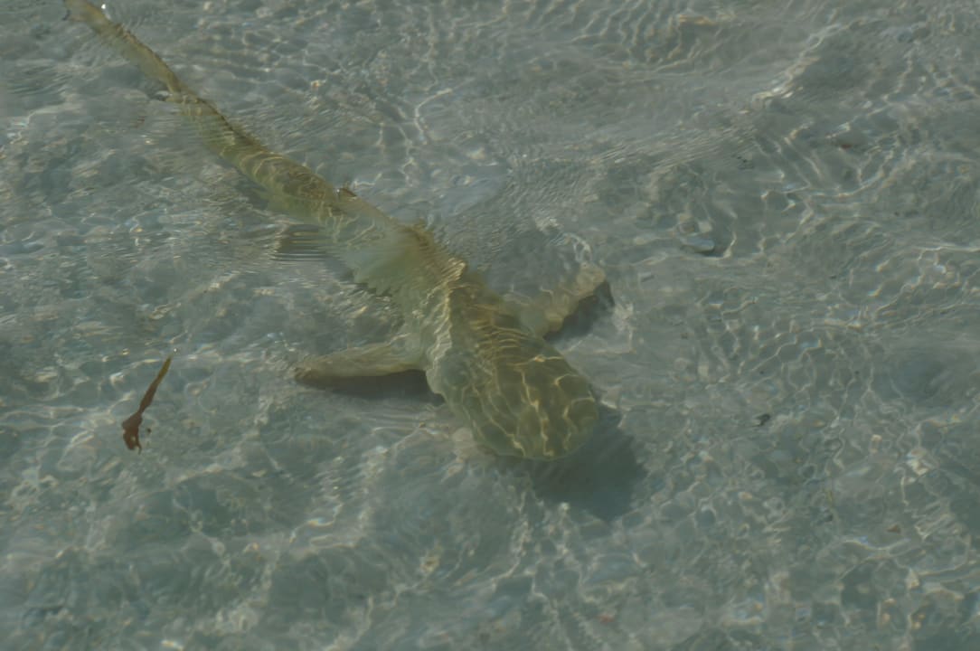 Davon gibt es reichlich Kuredu Island Resort & Spa