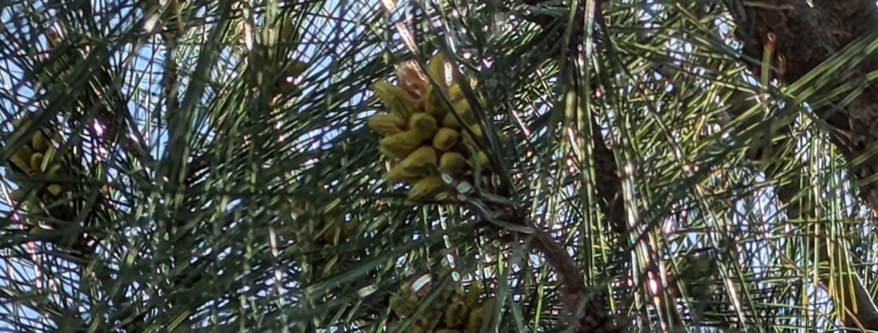 Gartenanlage TUI MAGIC LIFE Beldibi +16