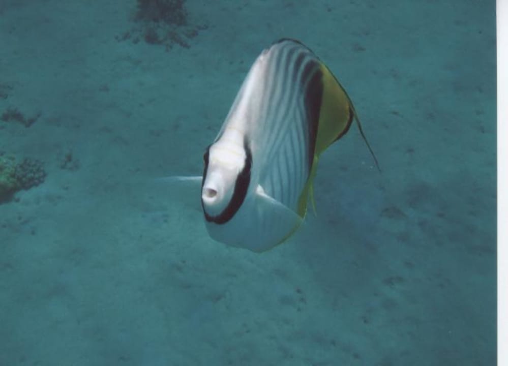 Falterfisch Fort Arabesque Resort, Spa & Villas