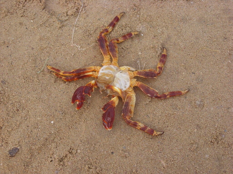 Крабик спит Pickalbatros Alf Leila Wa Leila Resort - Neverland Hurghada