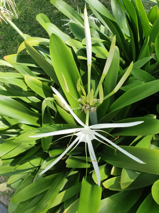 Garten Sands Suites Resort & Spa