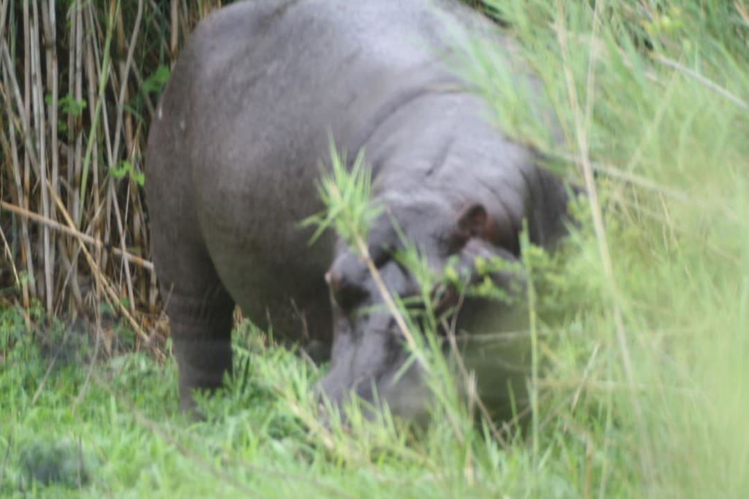 Ausblick Zelt Nr 20 Restcamp Lower Sabie
