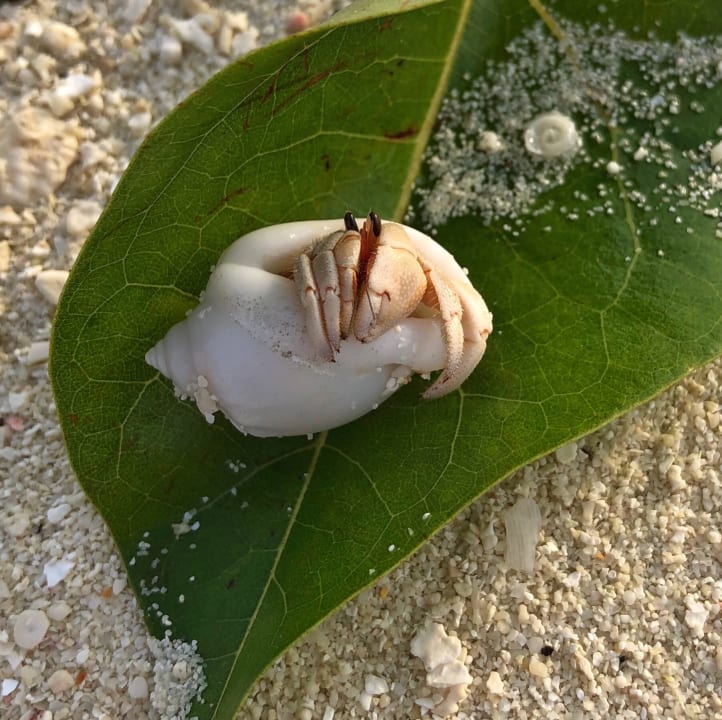 Strand Summer Island Maldives