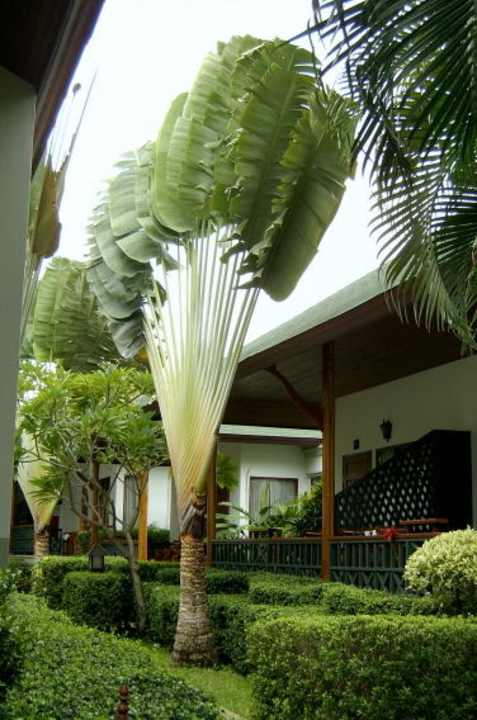 Gartenanlage Banana Fan Sea Resort