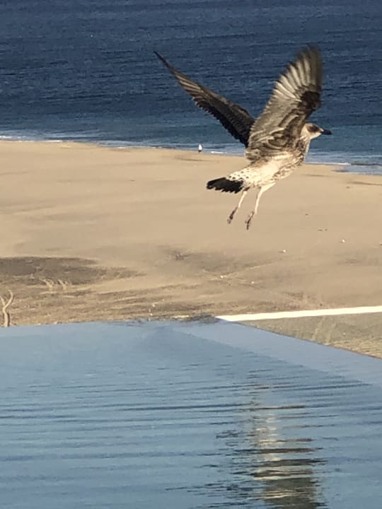 Pool ROBINSON JANDIA PLAYA