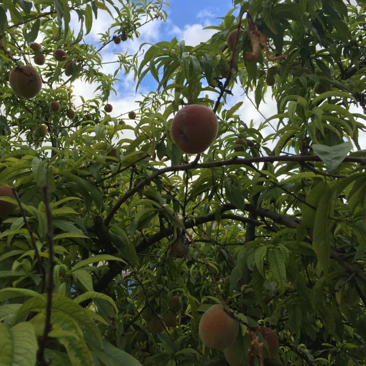Gartenanlage Jugendstil-Hof Guesthouse