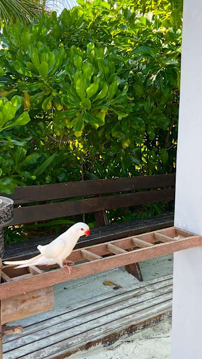 Gartenanlage Adaaran Select Meedhupparu Island Resort - Premium All Inclusive