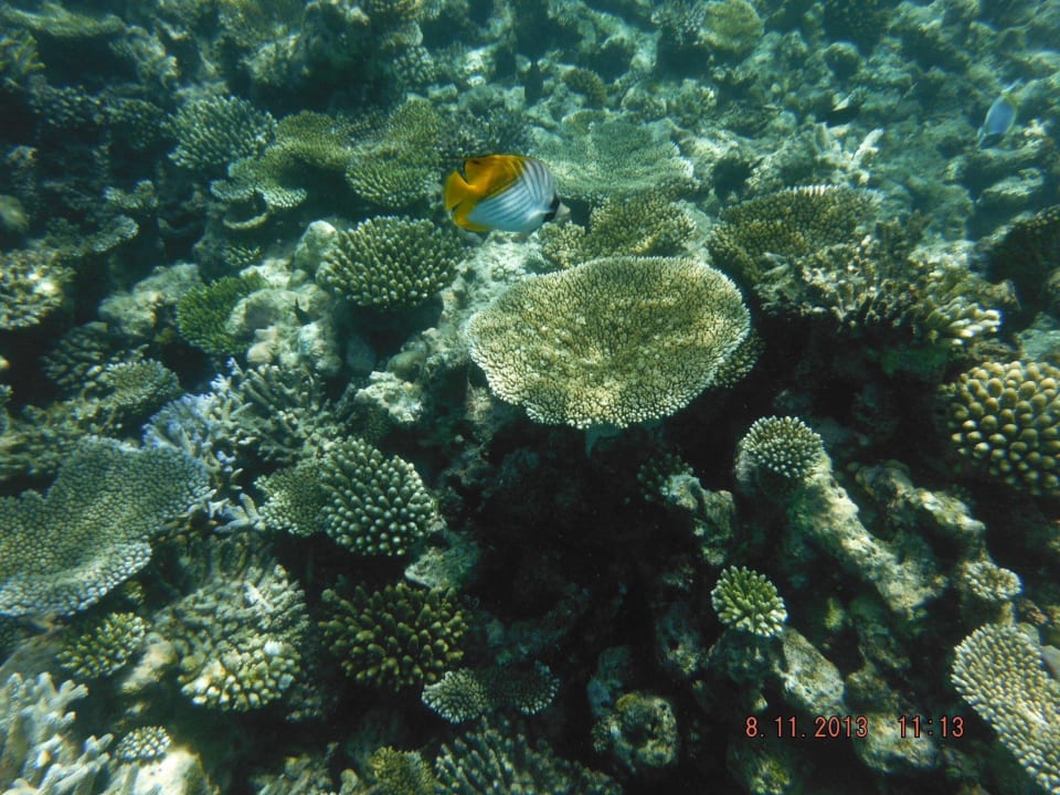 Beim Schnorcheln Meeru Maldives Resort Island