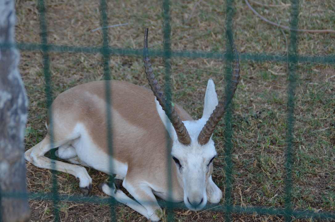 Zoo Lonicera Resort & Spa Hotel