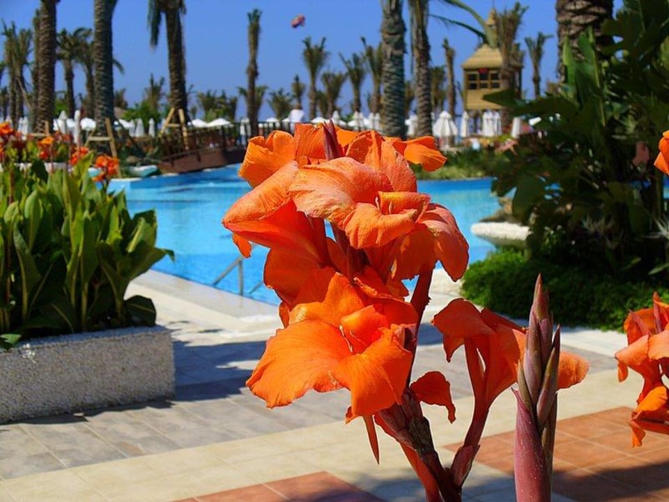 Herrliche Bepflanzung am Poolbereich Sunis Kumköy Beach Resort Hotel & Spa