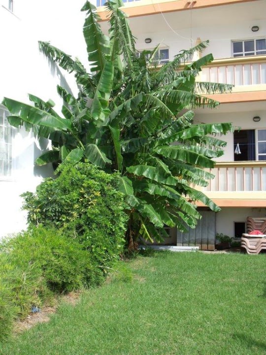 Garten, Blick zum Zimmer 312 Alfa Hotel