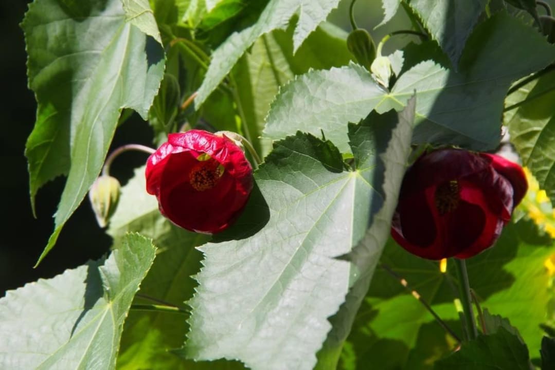 Garten Gästehaus Büchele