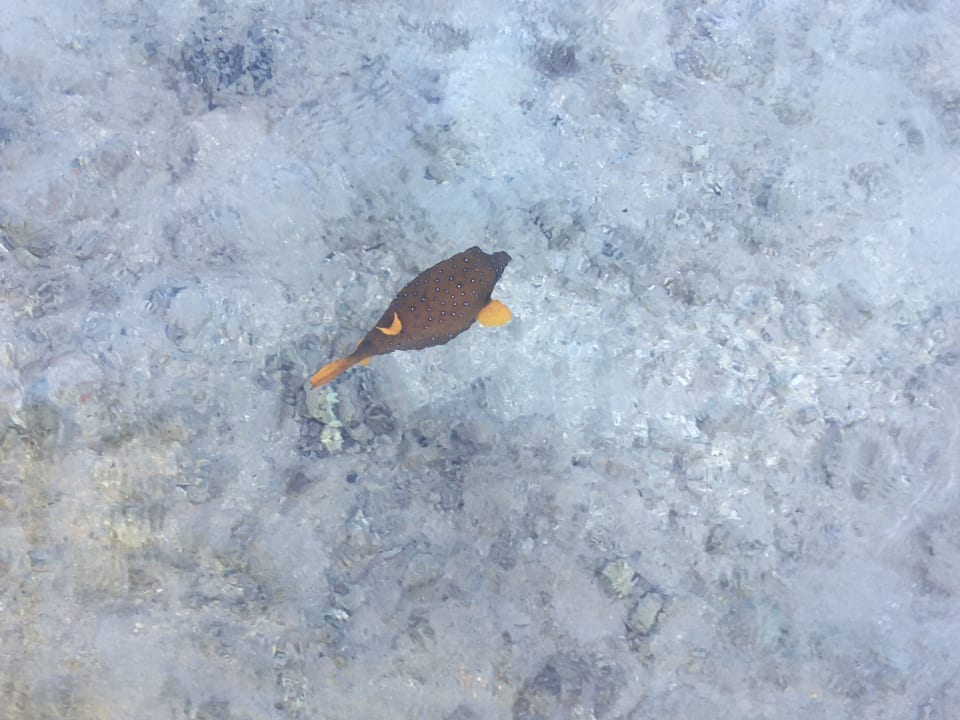 Strand Stella Garden Resort & Spa, Makadi Bay