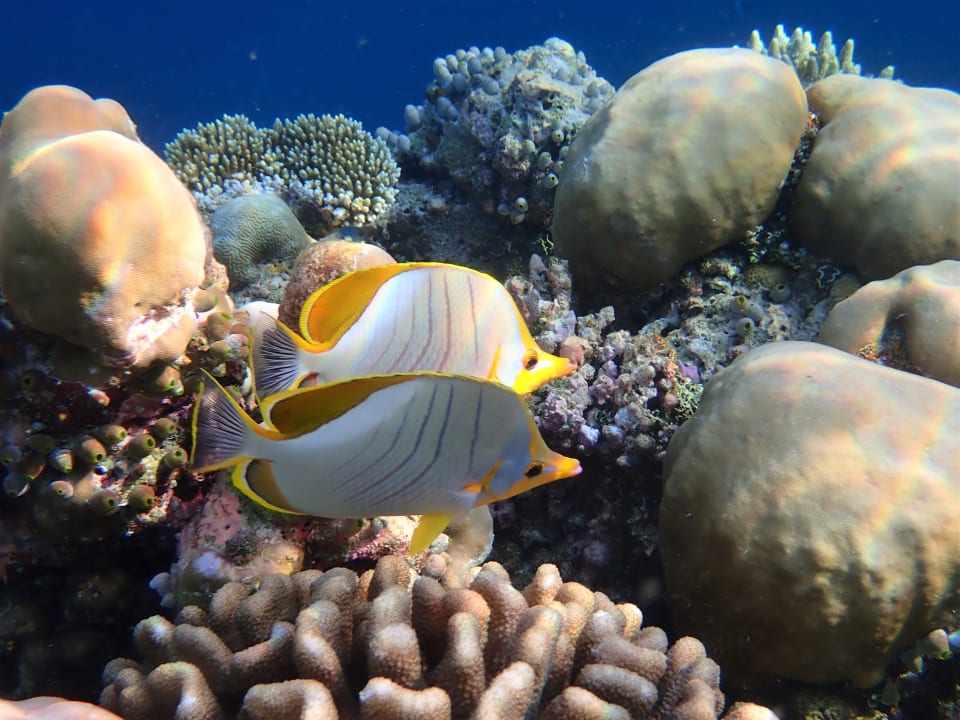 Sport & Freizeit Filitheyo Island Resort