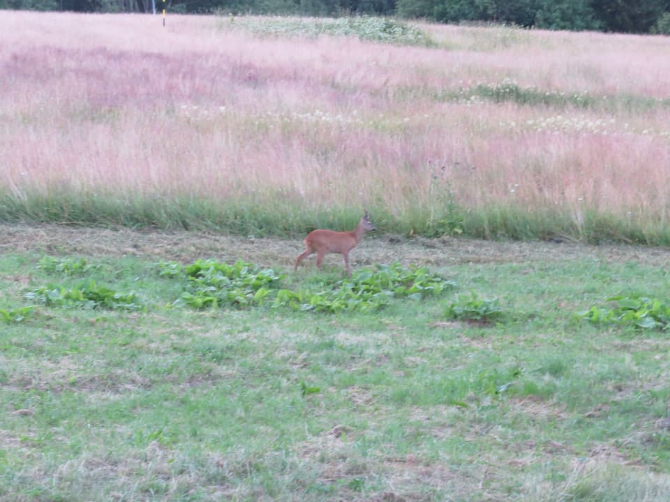 Täglicher Besuch vor dem Hotel Hotel Vysluni