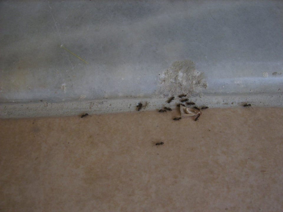 Ameisen im Zimmer Hotel Tigaki Beach